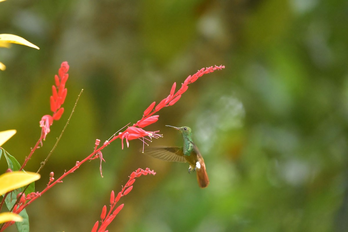 Copper-tailed Hummingbird - ML556227811