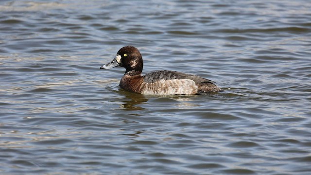 Greater Scaup - ML556229541