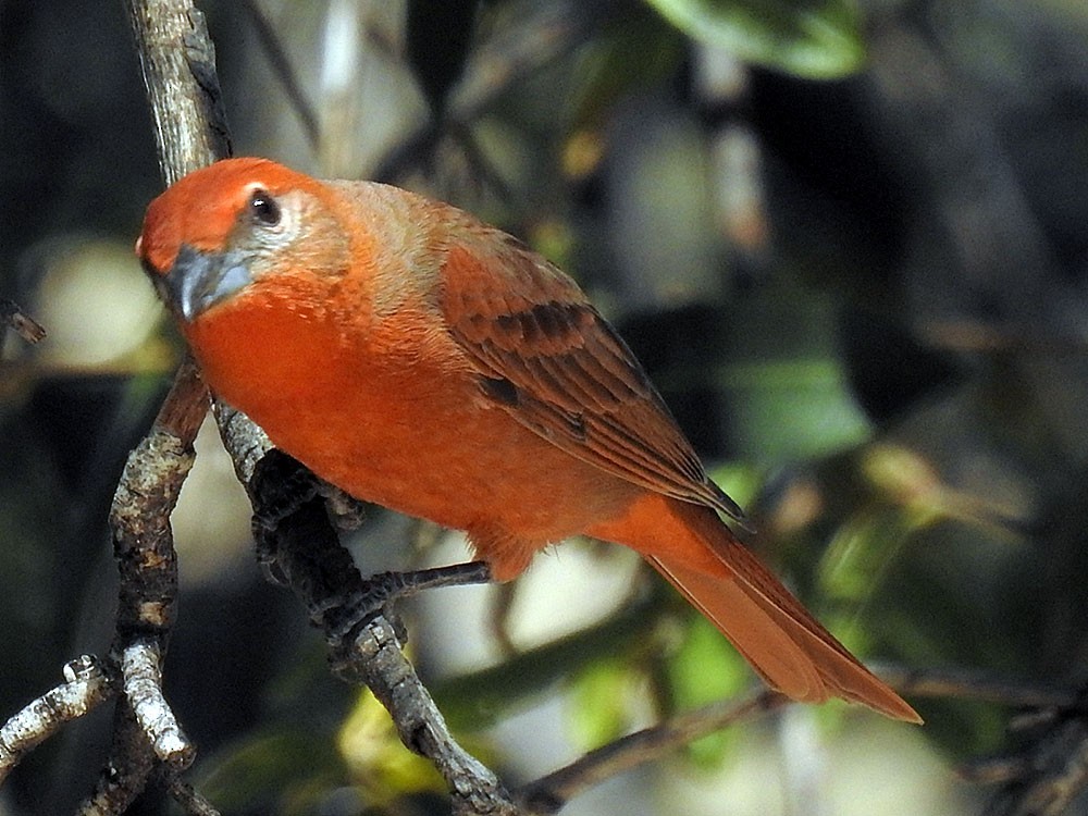 Hepatic Tanager - ML556233771