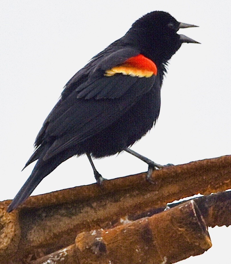 Red-winged Blackbird - ML556238141