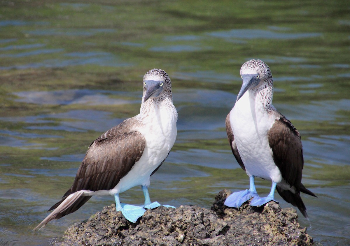 Blue-footed Booby - ML55623931