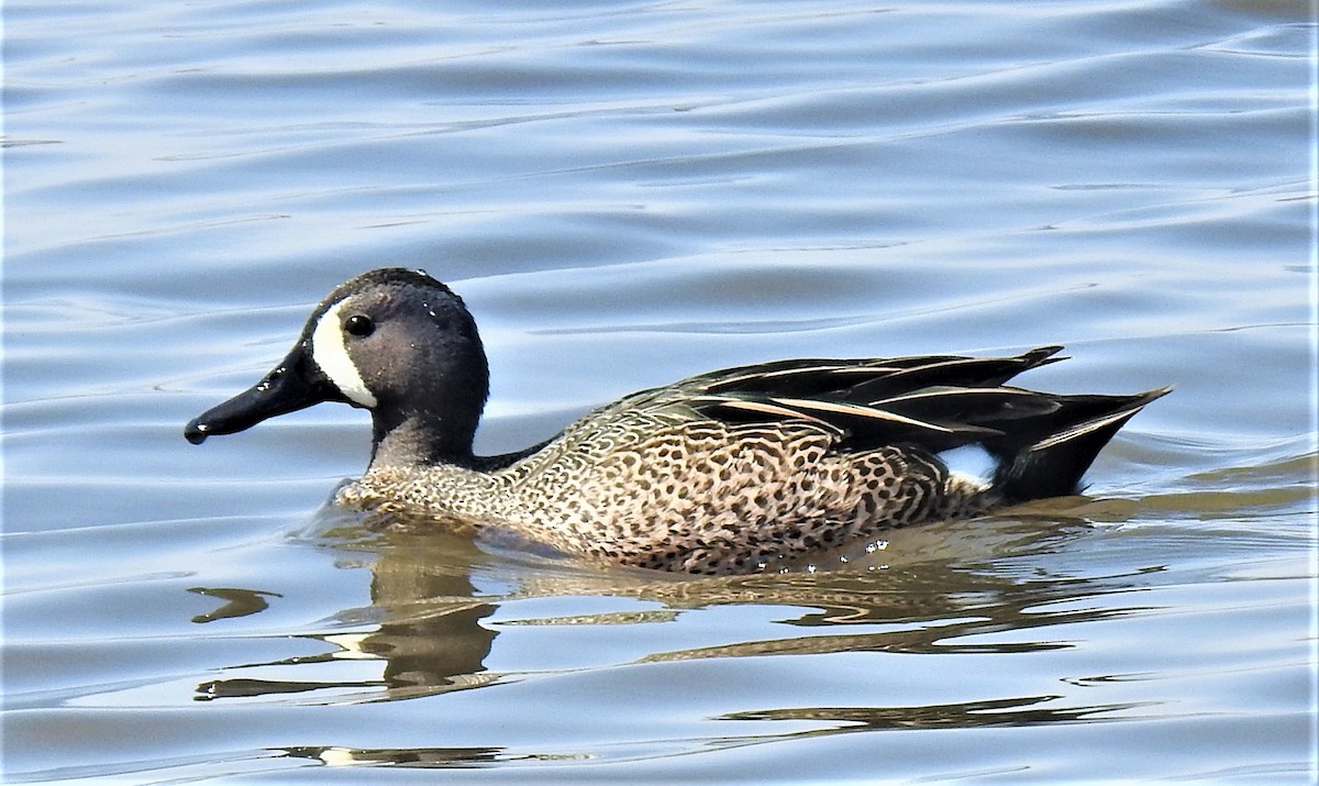 Blue-winged Teal - ML556241761