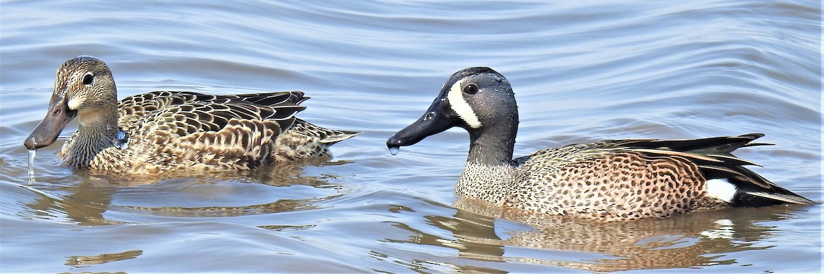 Blue-winged Teal - ML556241771