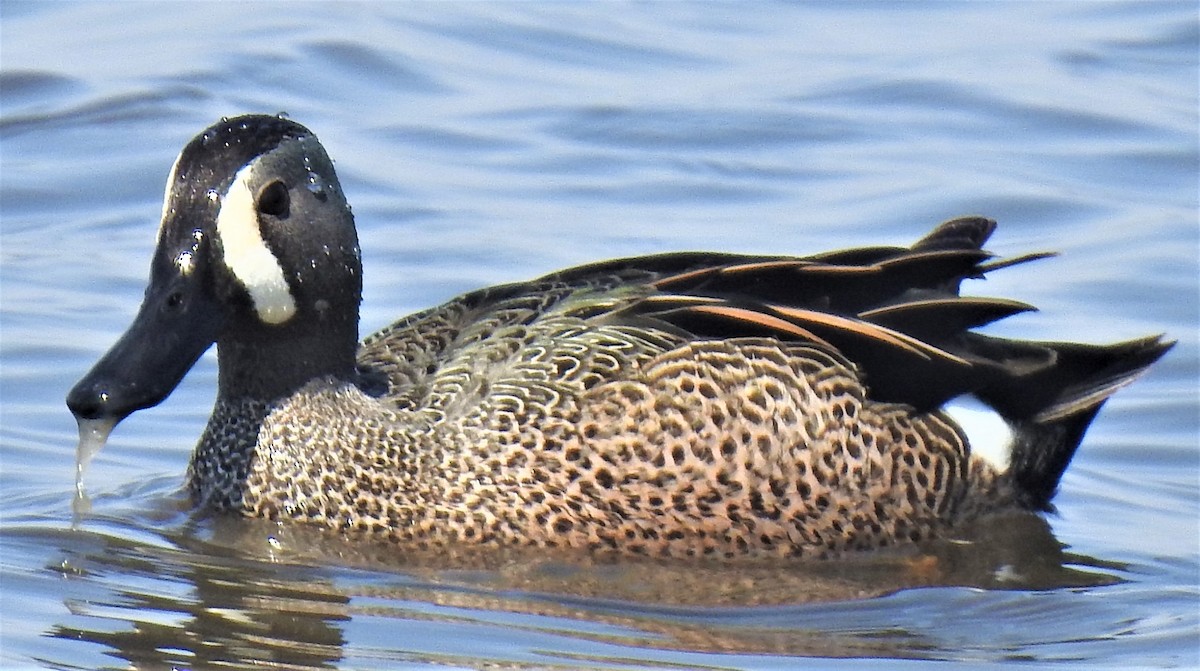 Blue-winged Teal - ML556241781