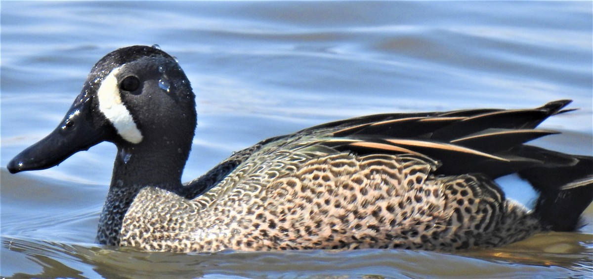 Blue-winged Teal - ML556241791