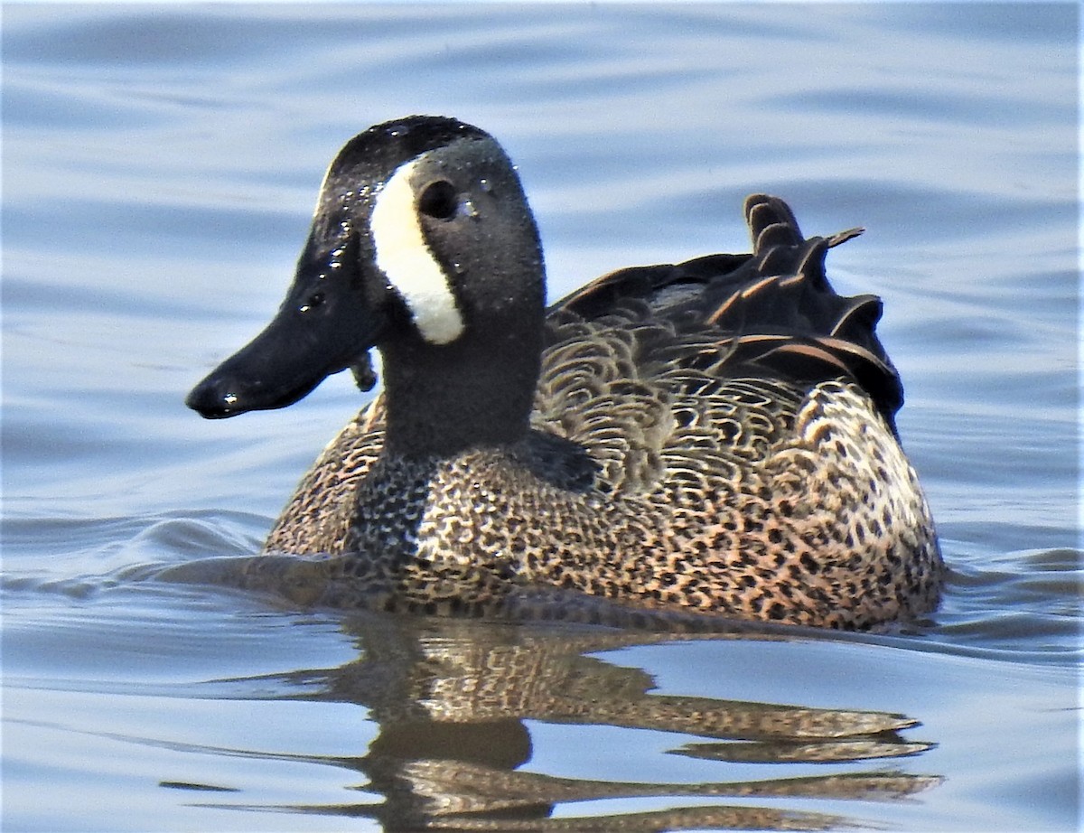Blue-winged Teal - ML556241801
