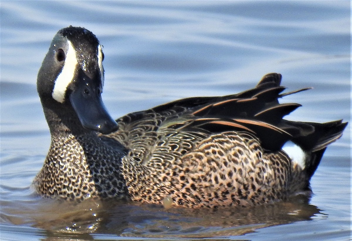 Blue-winged Teal - ML556241811