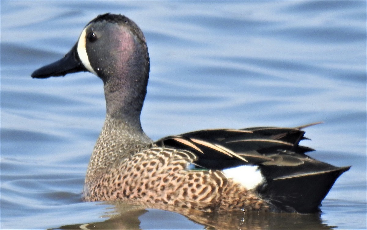 Blue-winged Teal - ML556241821
