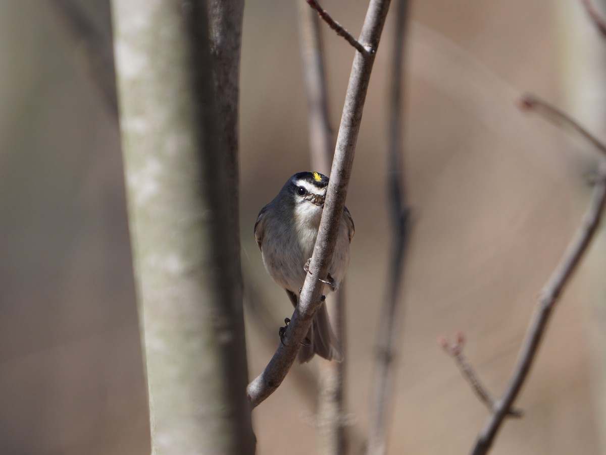 EBird Checklist - 10 Apr 2023 - Presque Isle SP--Sidewalk Trail - 10 ...