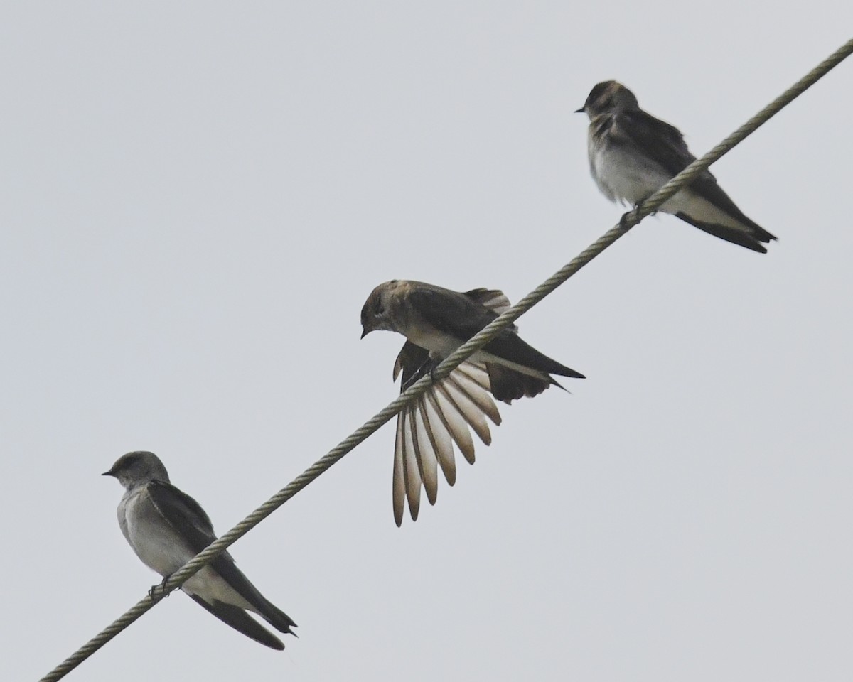 Northern Rough-winged Swallow - ML556247721
