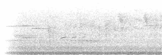 ホウセキドリ（punctatus） - ML55624861