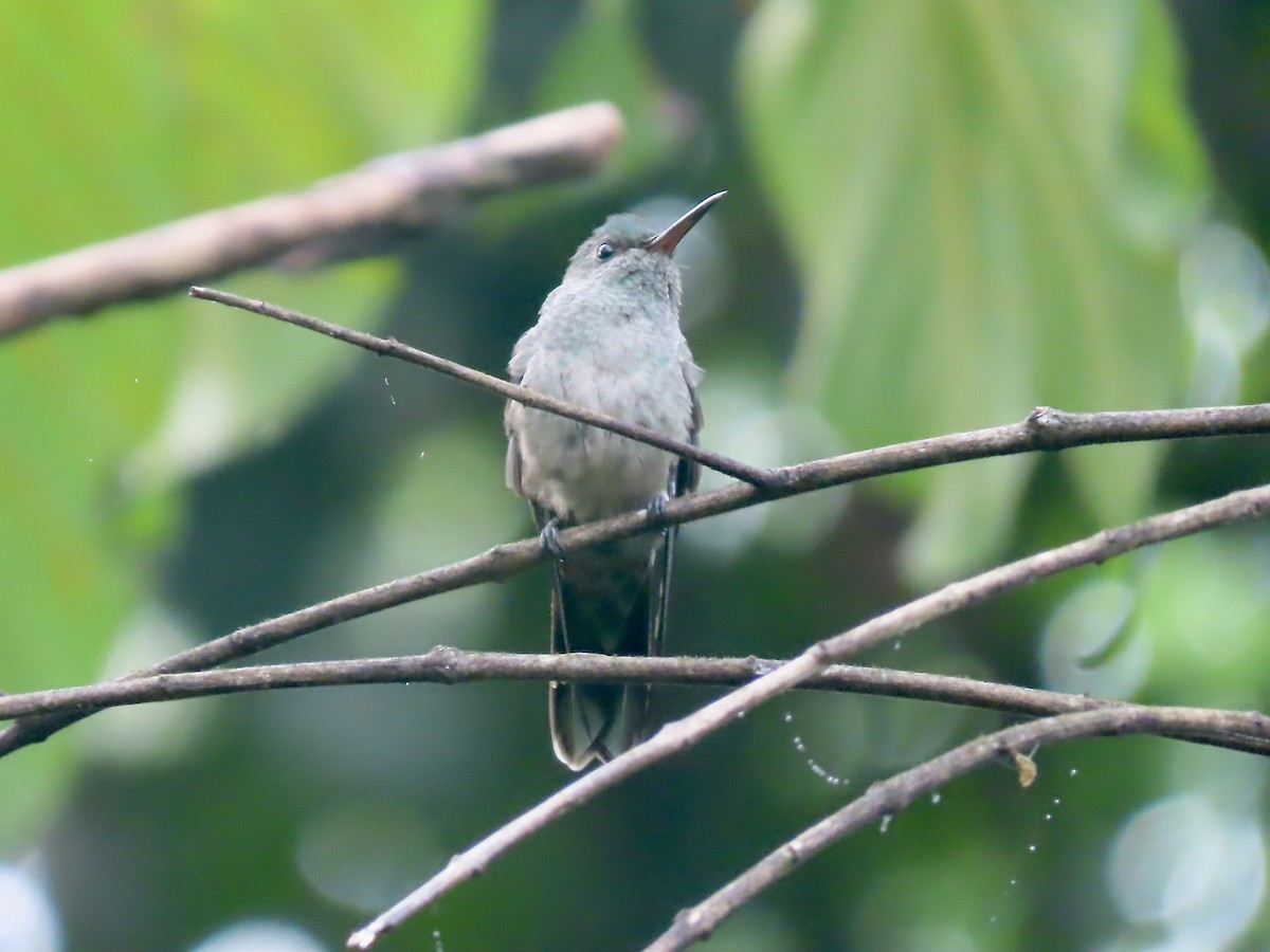 Scaly-breasted Hummingbird - ML556249021