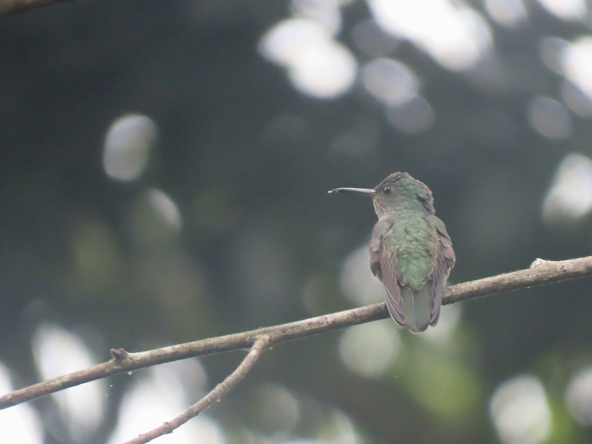 Scaly-breasted Hummingbird - ML556249031