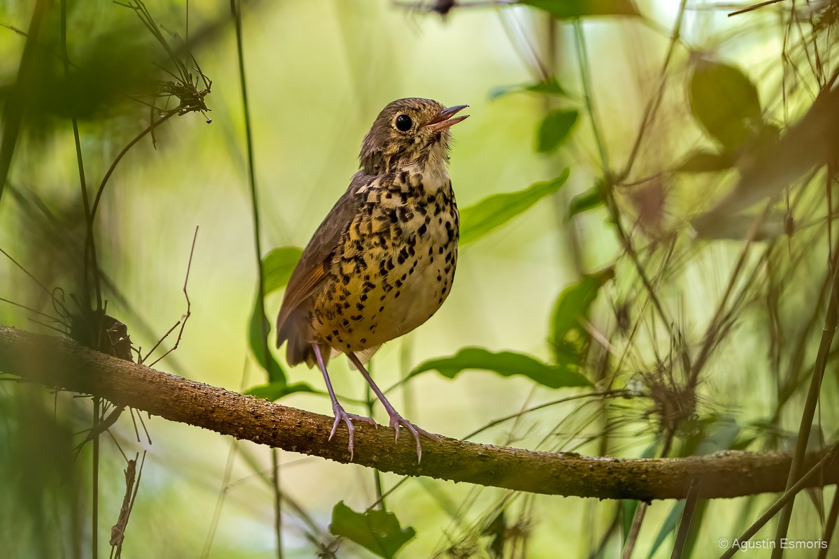 Speckle-breasted Antpitta - ML556251061