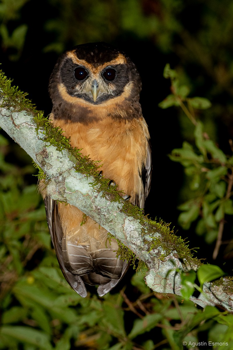 Tawny-browed Owl - ML556251921
