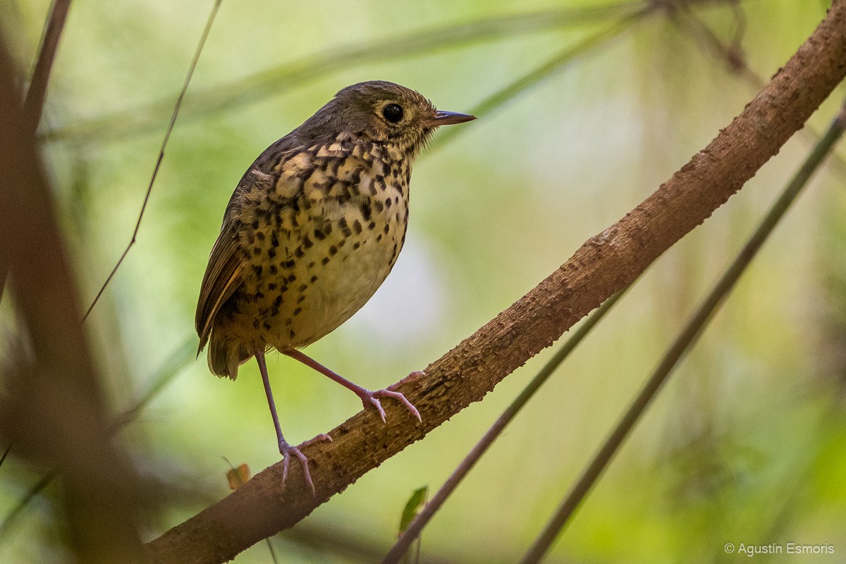 Speckle-breasted Antpitta - ML556252201