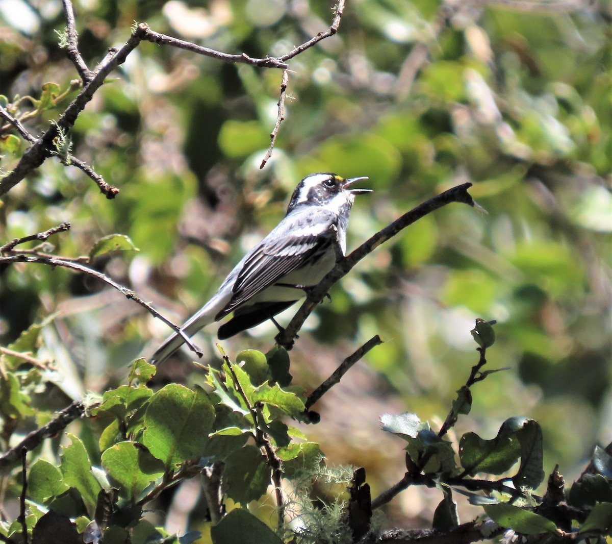 Black-throated Gray Warbler - ML556252511