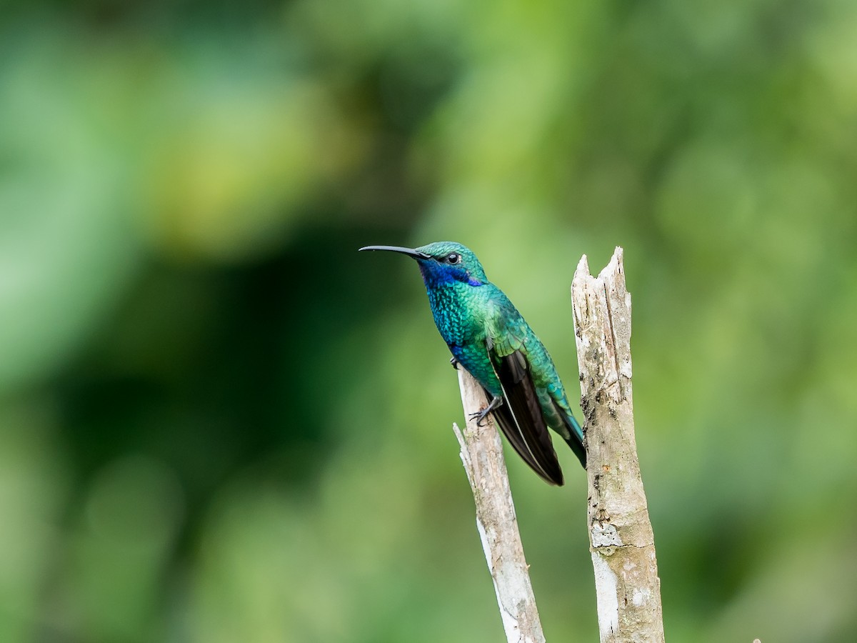kolibřík modrolící - ML556252561