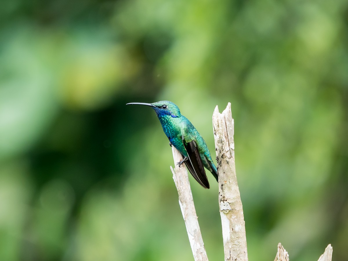 kolibřík modrolící - ML556252571