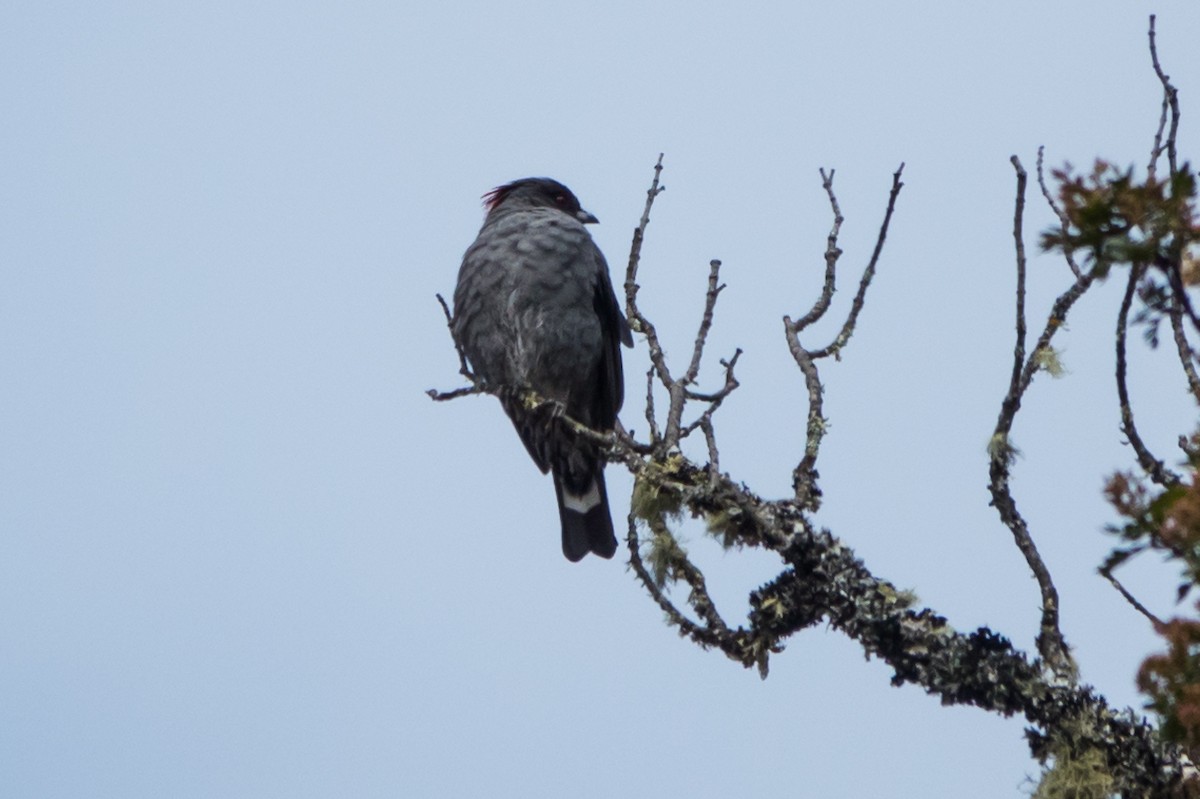 Red-crested Cotinga - Stefan Pfeiffer