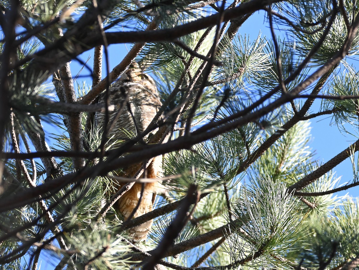 Great Horned Owl - ML556258261