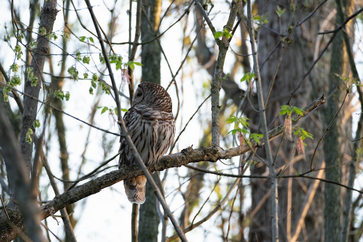 eBird Checklist - 10 Apr 2023 - Theodore Roosevelt Island - 8 species