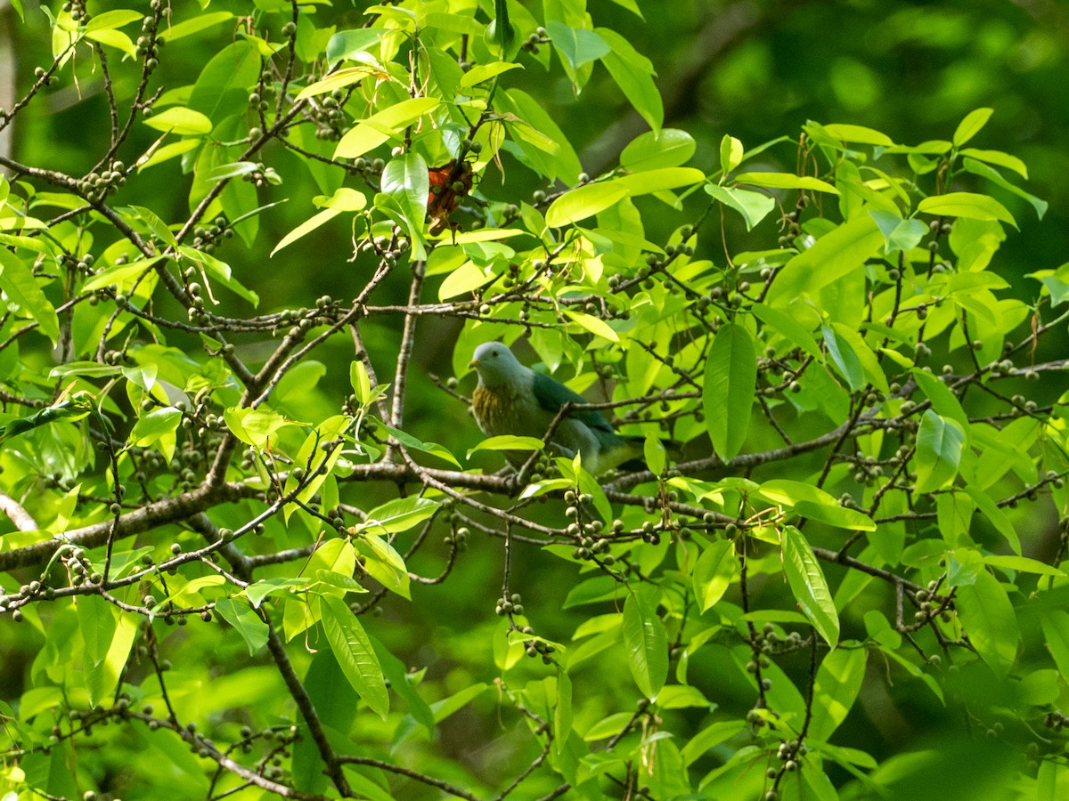 Серо-зелёный фруктовый голубь - ML556261701