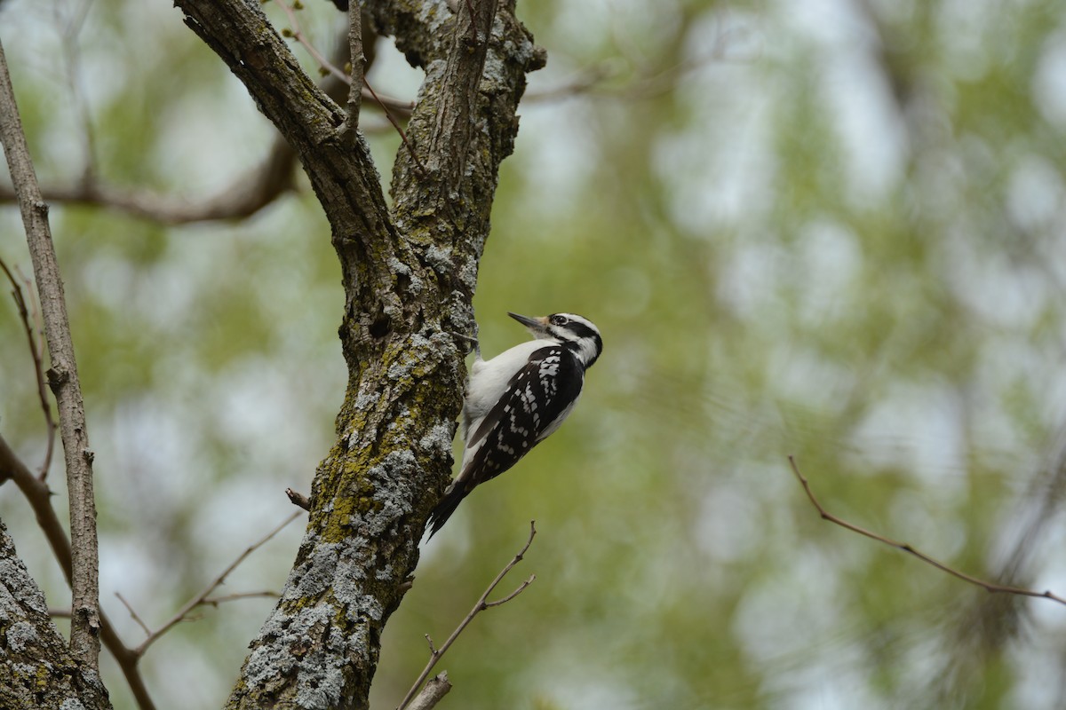 Hairy Woodpecker (Eastern) - ML55626391