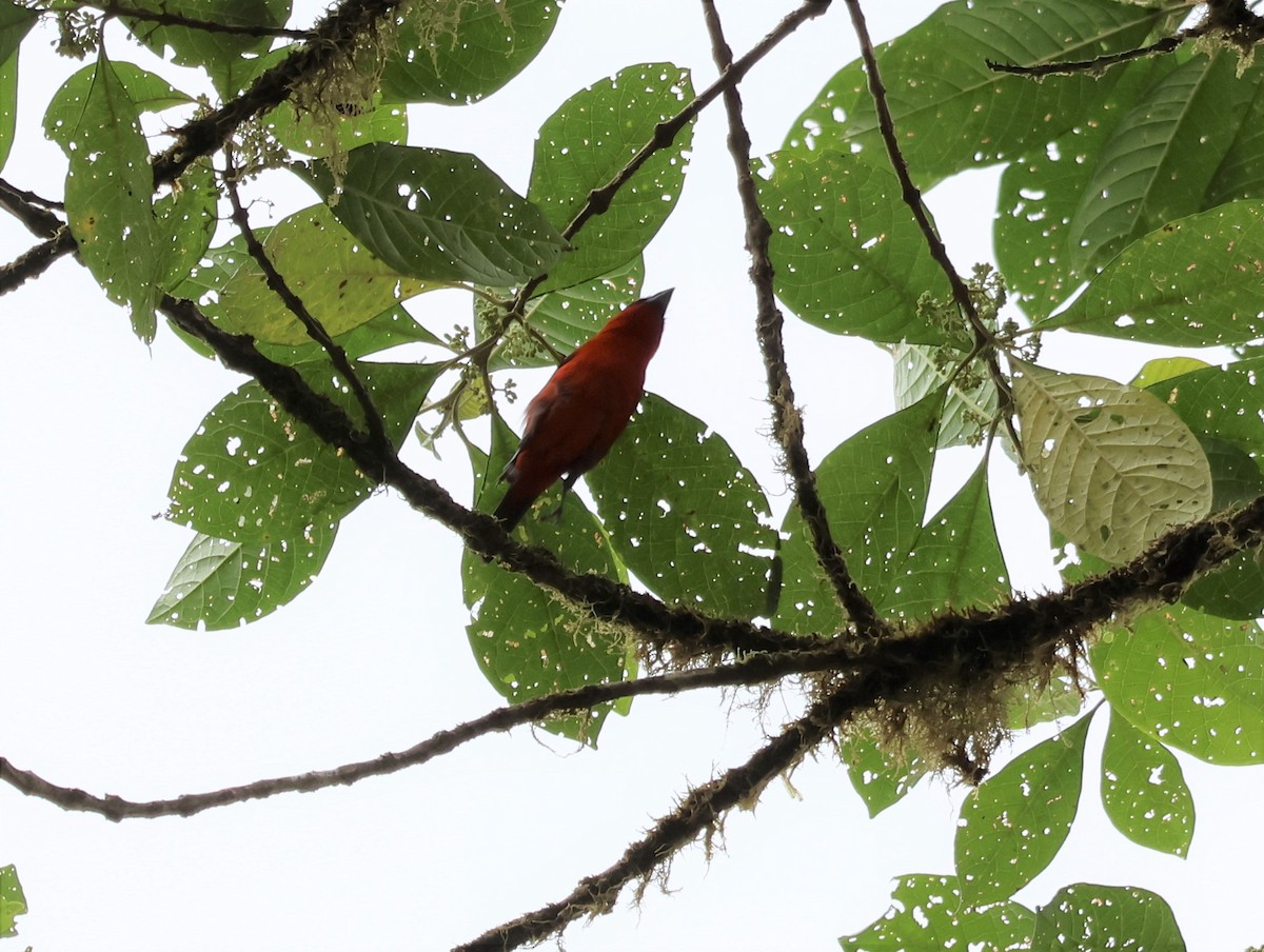 White-winged Tanager - ML556265921