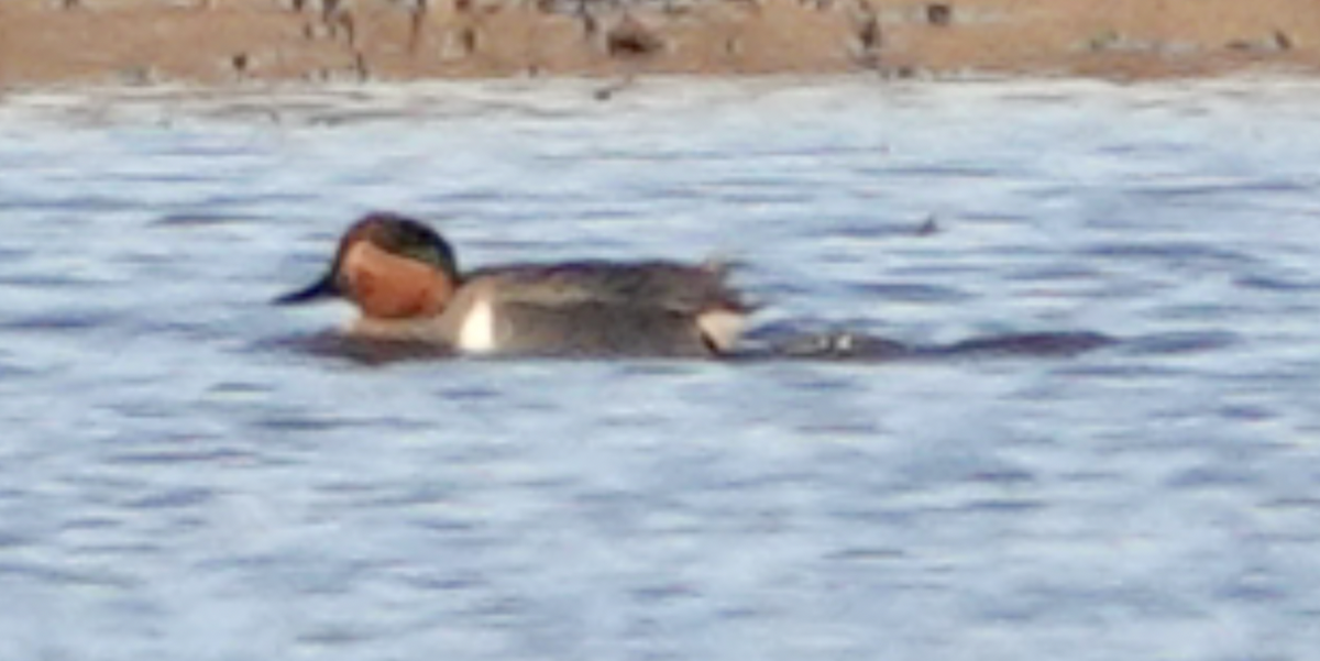 Green-winged Teal - ML556268751