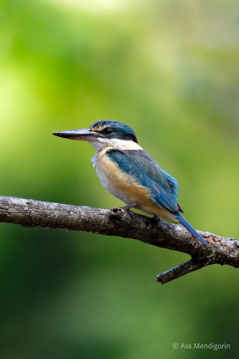 Sacred Kingfisher - Asa Mendigorin