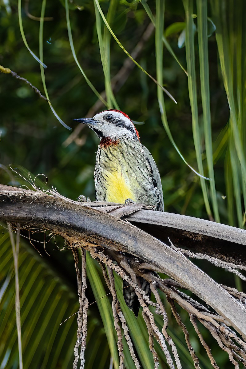 Cuban Green Woodpecker - ML556272621