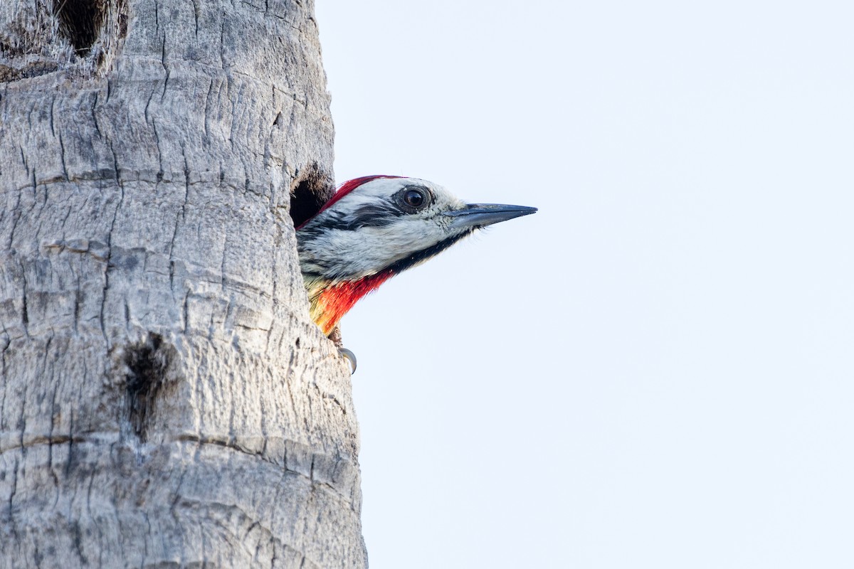 Cuban Green Woodpecker - Paul Fletcher