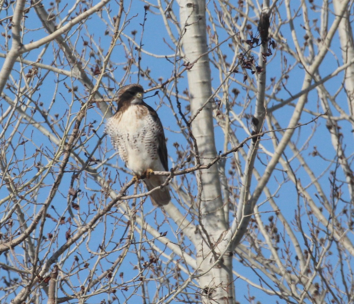 Red-tailed Hawk - ML556274811