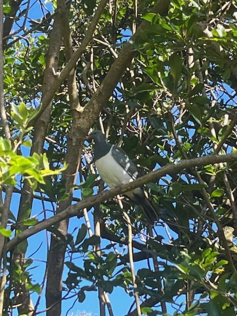 Chatham Island Pigeon - ML556277571