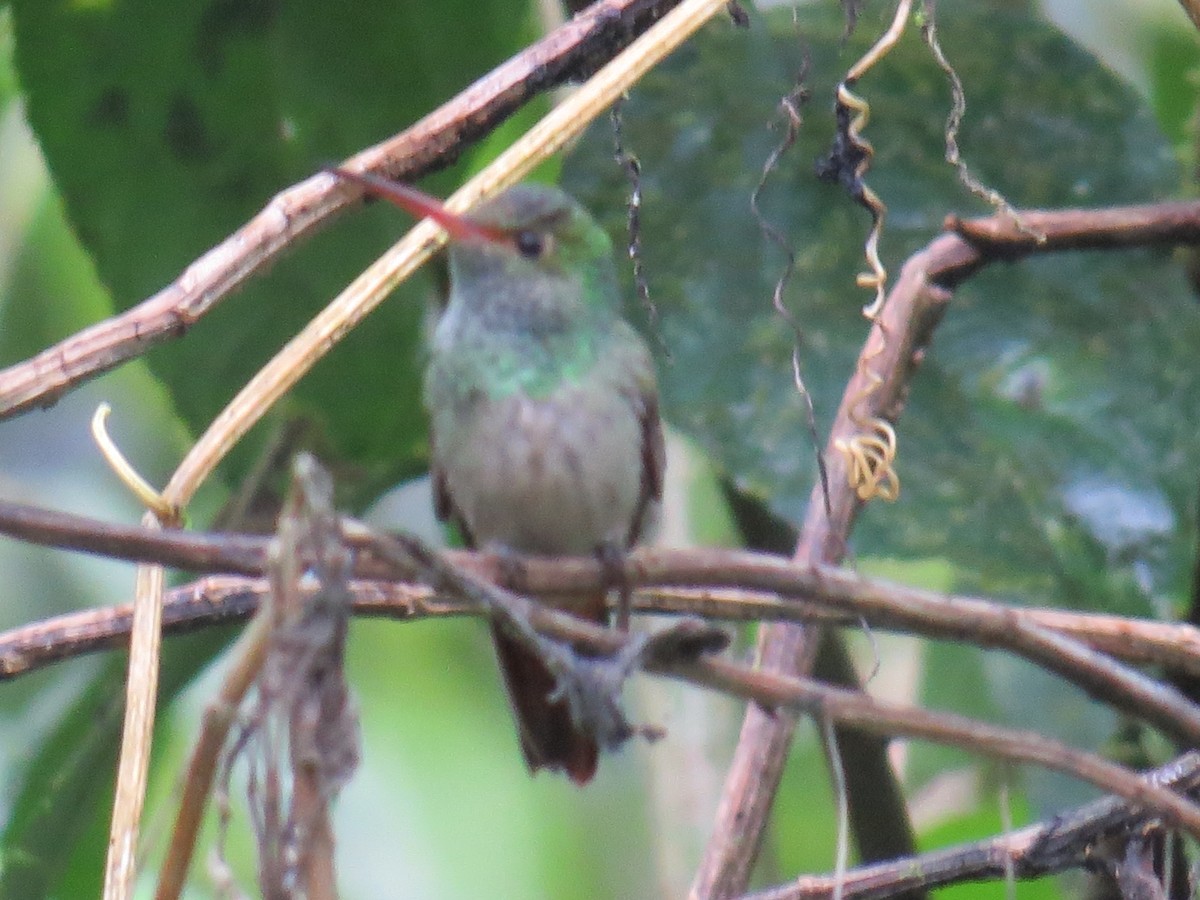 Rufous-tailed Hummingbird - ML556278711
