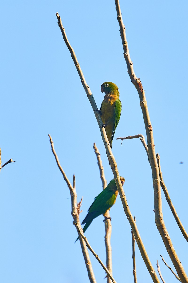Olive-throated Parakeet - Mark Stackhouse
