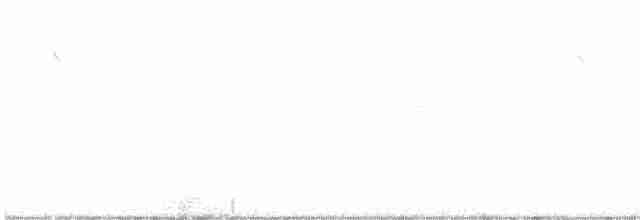 Band-winged Nightjar - ML556280151
