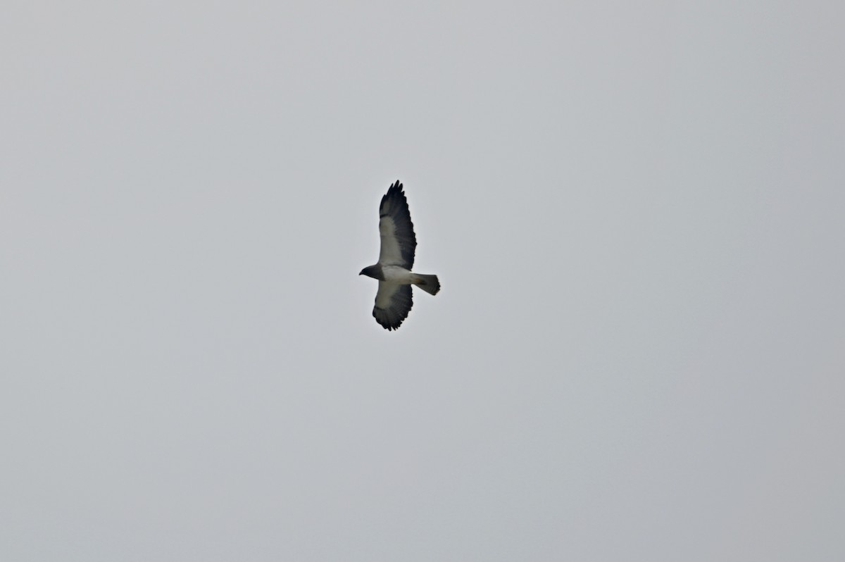 Swainson's Hawk - ML556283931