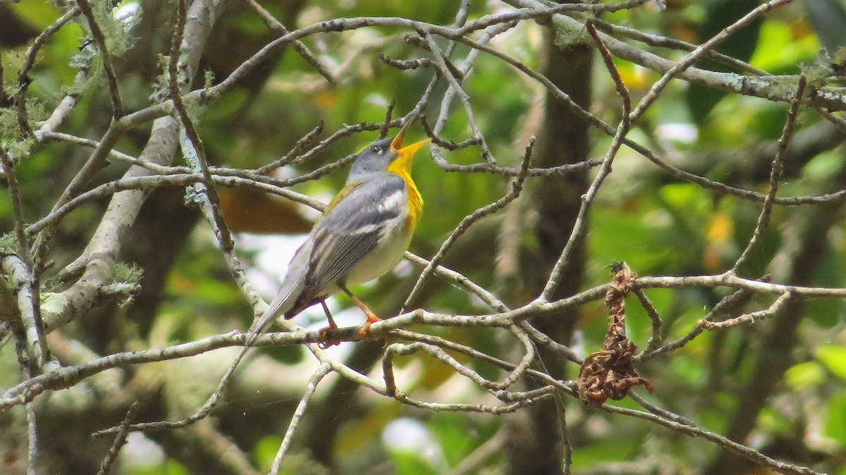 Northern Parula - Barry Day