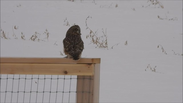 Short-eared Owl - ML556286001