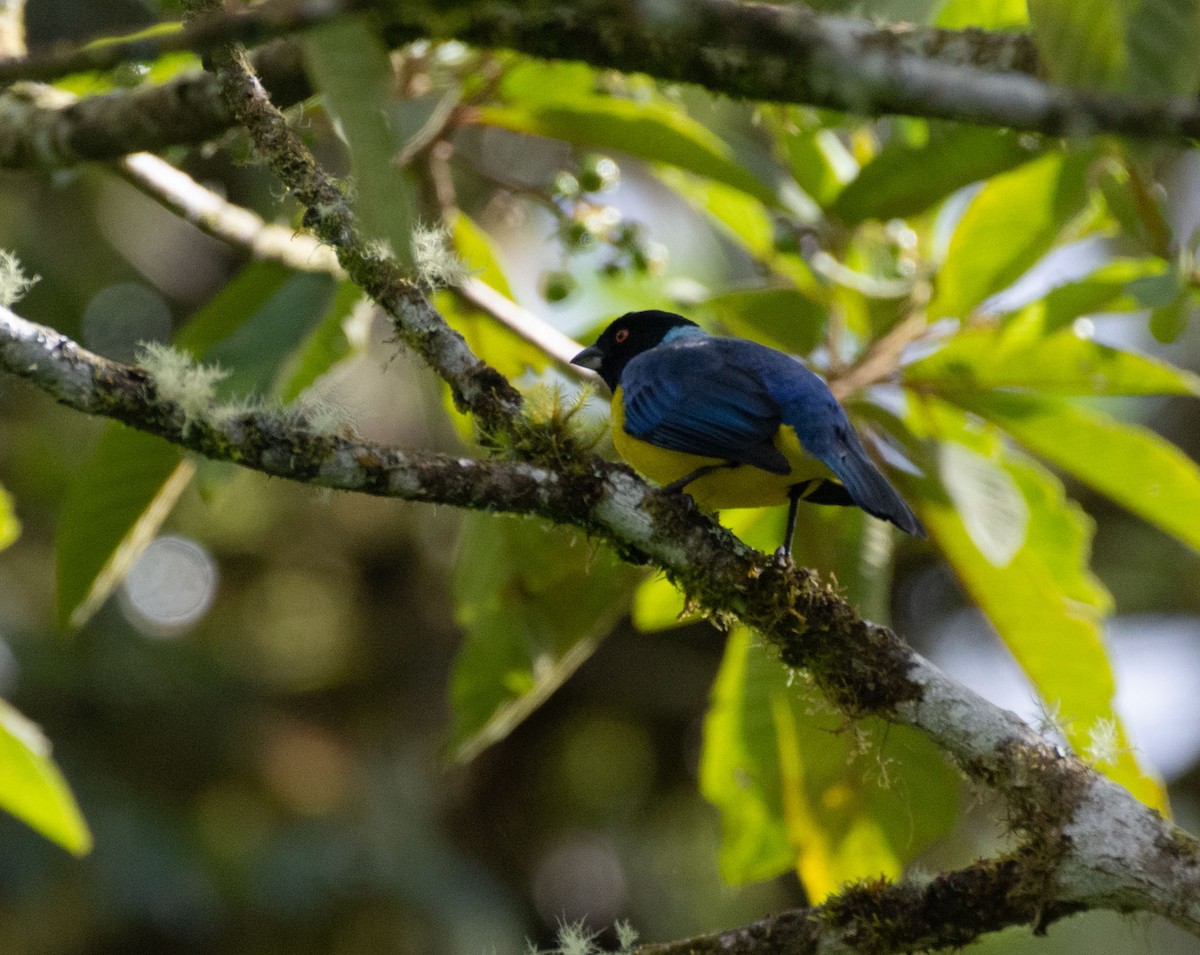 Hooded Mountain Tanager - ML556286081