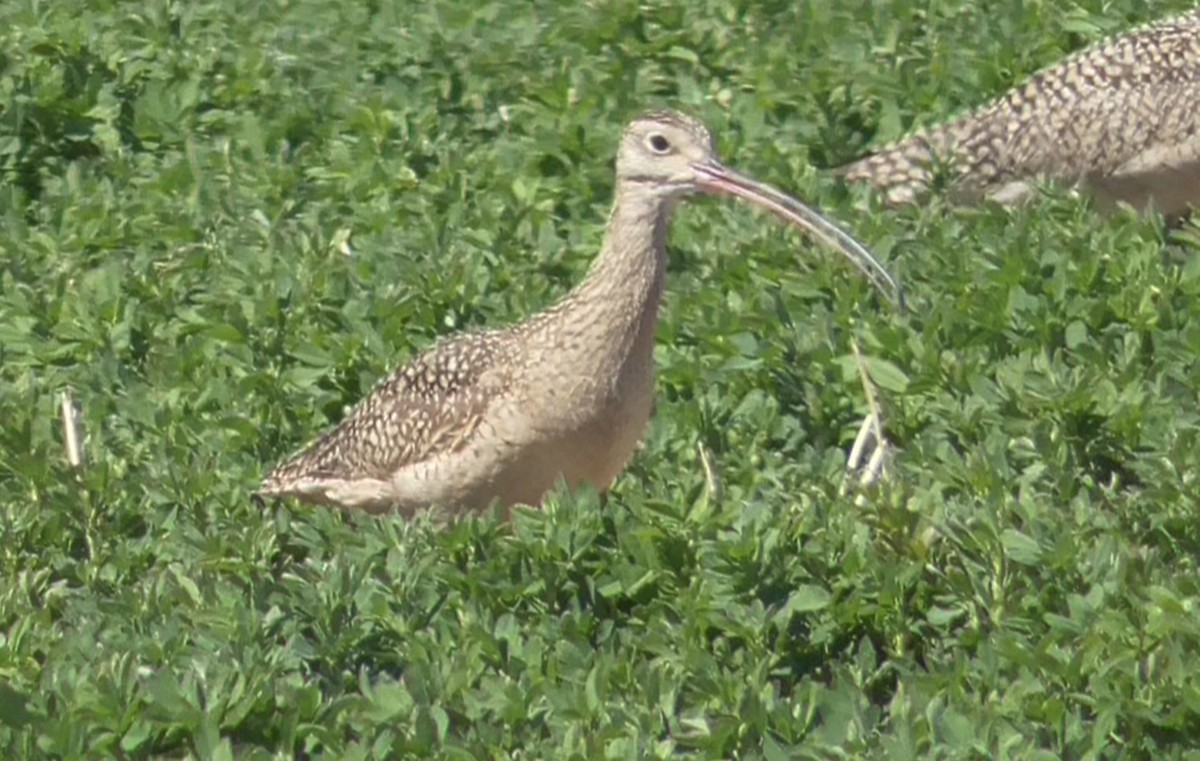 Long-billed Curlew - ML556291391