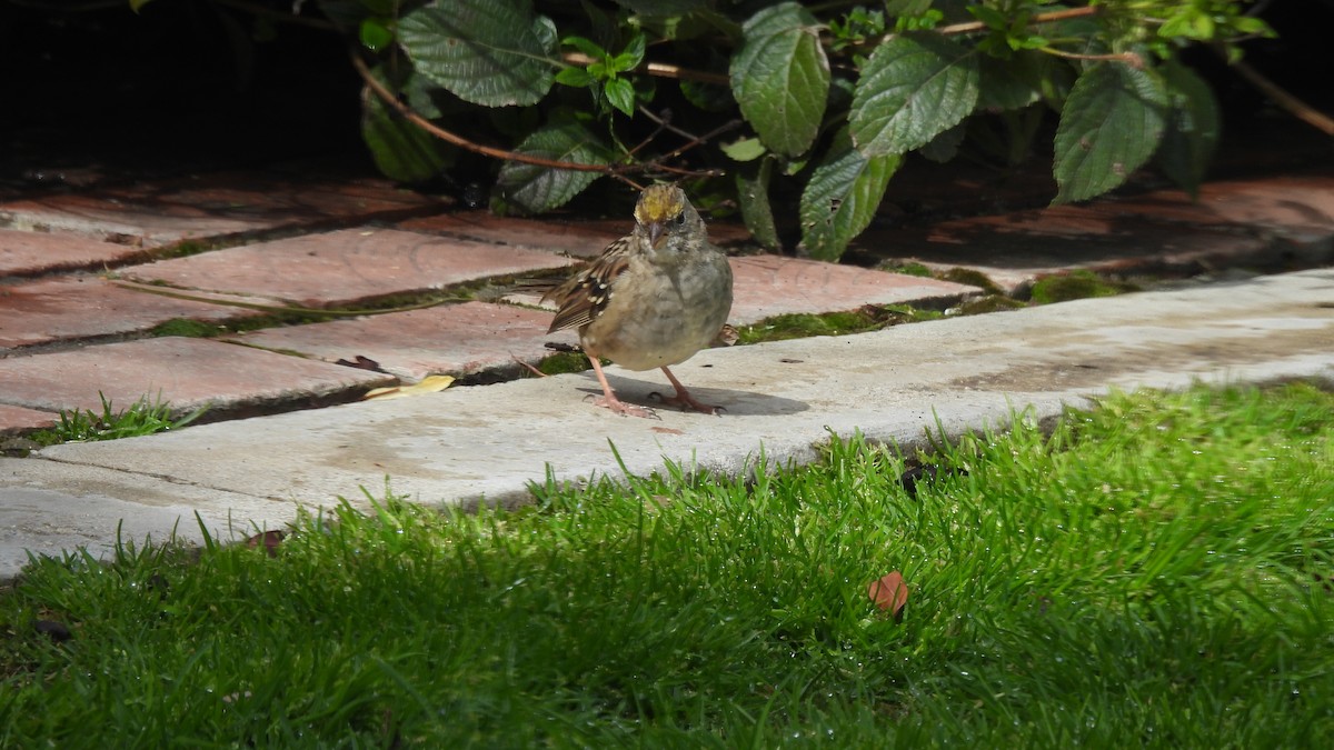 Golden-crowned Sparrow - ML556299121