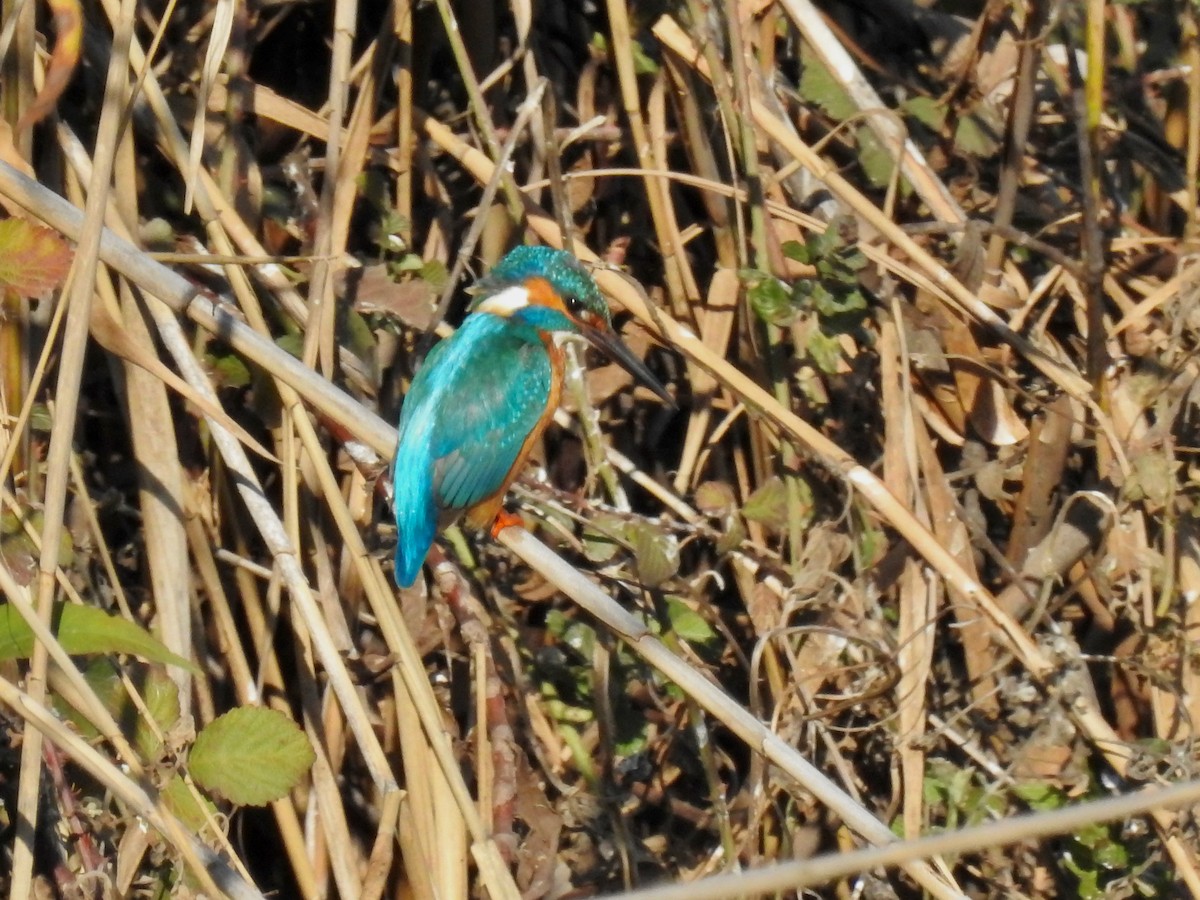 Common Kingfisher - E C Winstead
