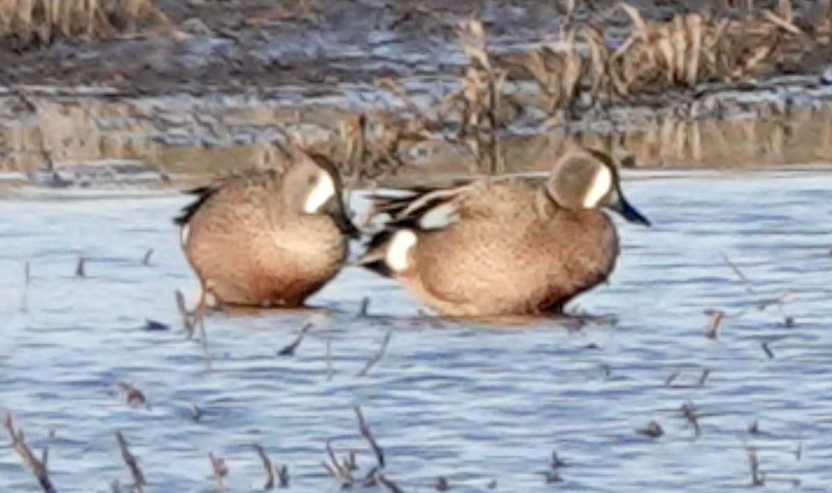 Blue-winged Teal - ML556306101