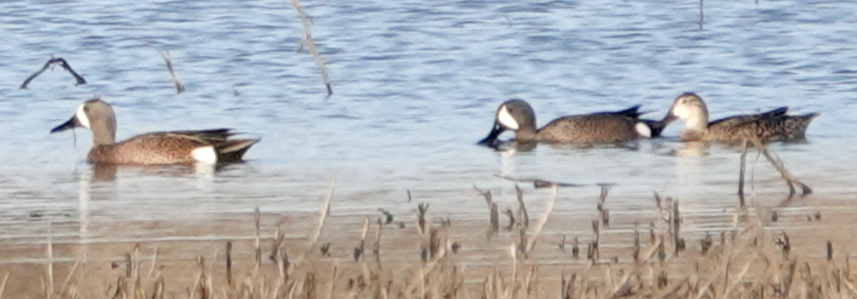Blue-winged Teal - ML556306631