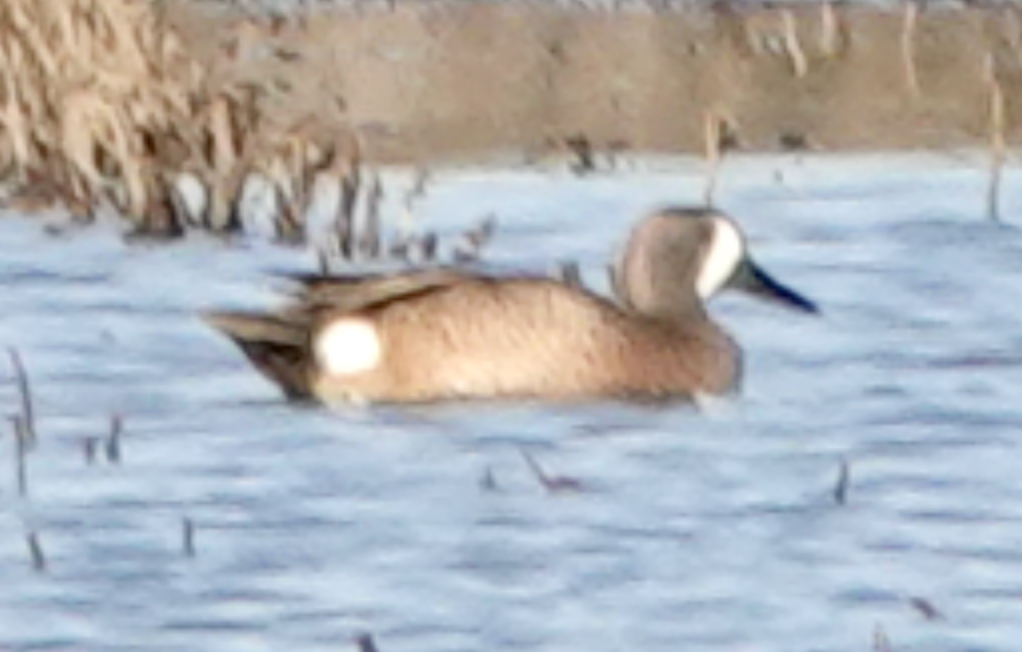 Blue-winged Teal - ML556307081