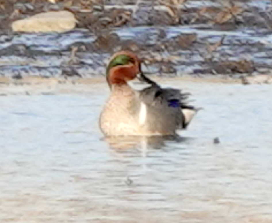 Green-winged Teal - ML556307211