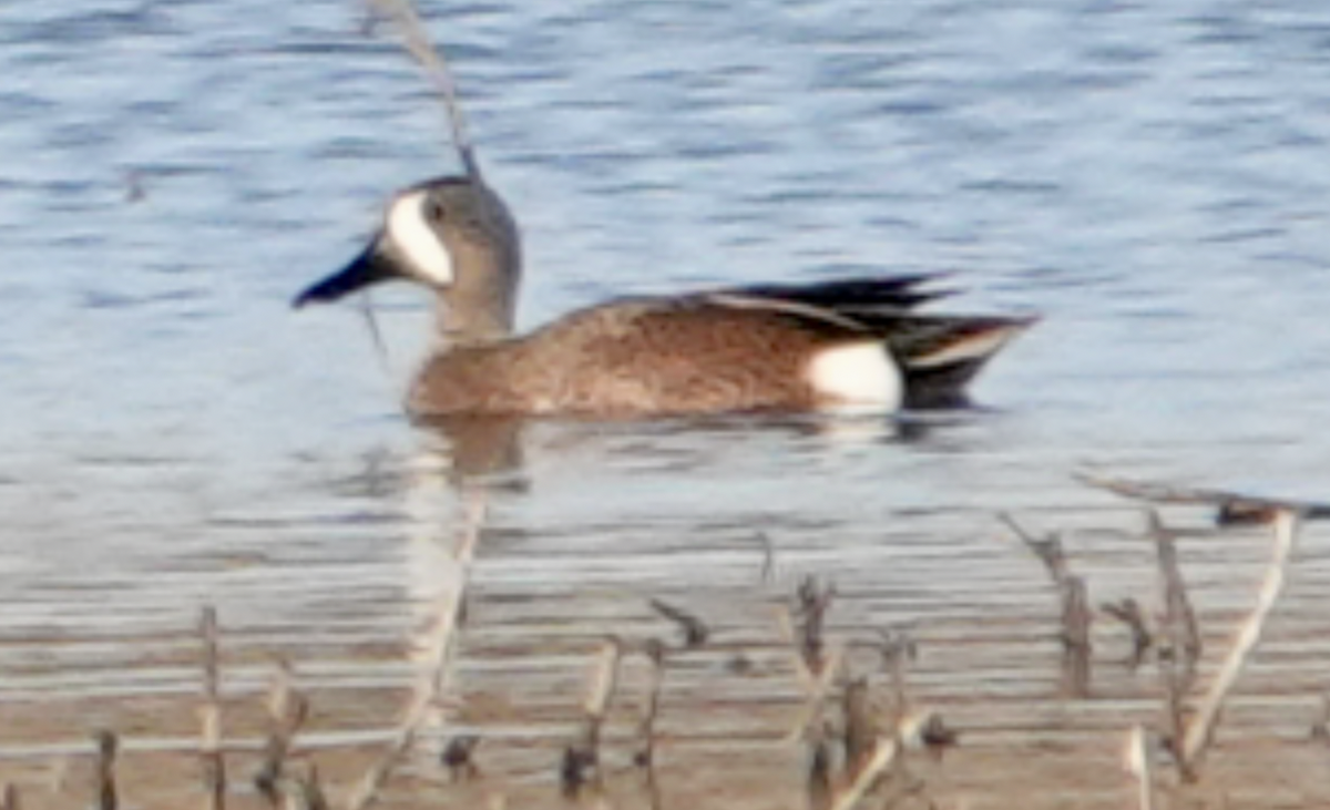 Blue-winged Teal - ML556307461